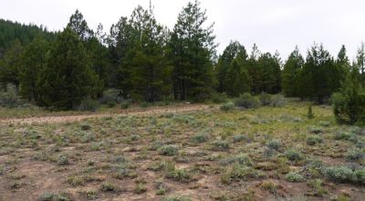 40 acre Forested parcel includes base of the hill and part of the hill - Views Trees