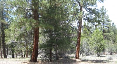 3 adjoining treed lots on cul de sac *