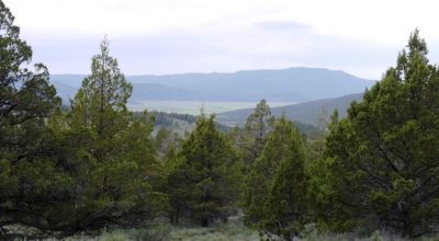 20 acres Oregon Forested Mountain land  near Lakeview & Drews Gap Summit