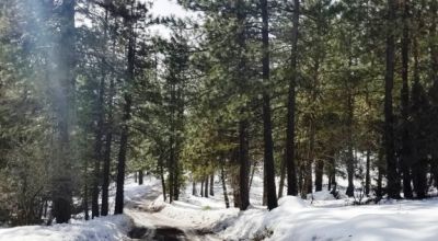 Lots of Trees - Large parcel near Bly Mountain Pass Oregon