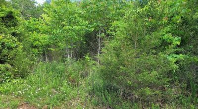 Premier golf & waterfront community lot nestled in the scenic mountains of East Tennessee