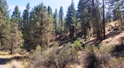 Bonanza Oregon land - 2 adjoining lots with Trees - Power at Road