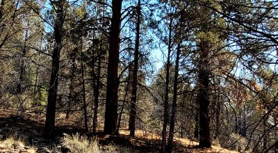 Southerly facing parcel above Sprague River Valley *  TREES