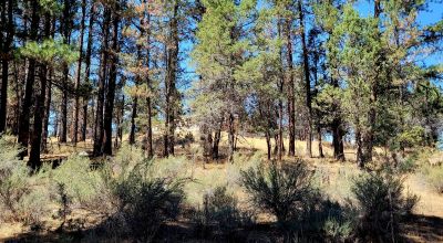 Heavily Treed - Power - Backs to Large Open Ranch