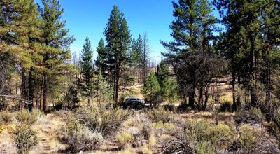 Privacy  *Trees * Southern Oregon Ferguson Mountain * OWF