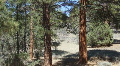 3 adjoining treed lots on cul de sac *