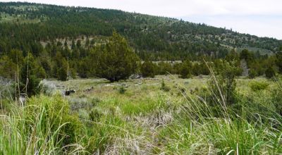 40 acre Forested parcel includes base of the hill and part of the hill - Views Trees