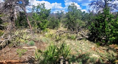 Trees - Huge Views - Over 2.5 Acres
