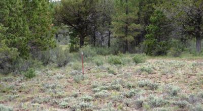 40 acre Forested parcel includes base of the hill and part of the hill - Views Trees