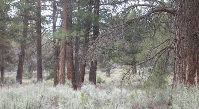 10 Treed acres Near Beatty Oregon - Owner financing available