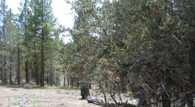 3 adjoining treed lots on cul de sac *