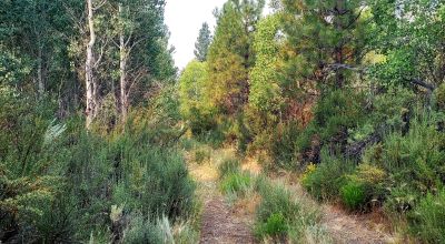 Private 481 acres - 3 sides Winema National Forest - Cooks Canyon - Pines Aspens Spruce Firs