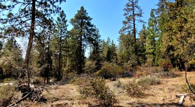 Spacious Treed Parcel - Southerly facing - 5+ acres
