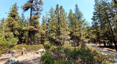 Spacious Treed Parcel - Southerly facing - 5+ acres