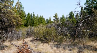 2 Adjoining Treed Lots - Privacy - Trees