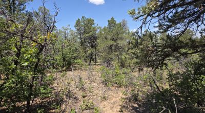 New Mexico Forested Mountain land - Borders Santa Fe National Forest & BLM Lands