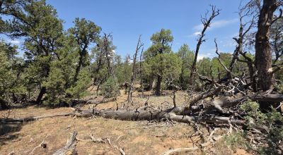 New Mexico Forested Mountain land - Borders Santa Fe National Forest & BLM Lands