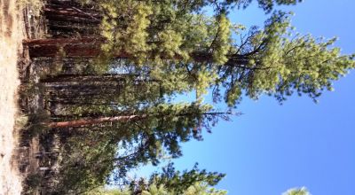Privacy  *Trees * Southern Oregon Ferguson Mountain * OWF