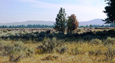 Remote - Island of Trees and Wet Weather Creek