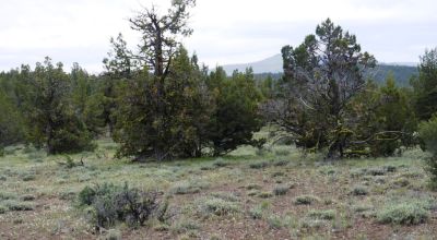 20 acres Oregon Forested Mountain land  near Lakeview & Drews Gap Summit