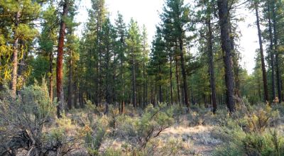 Pristine Forest land - Heavily treed - Park like settings - 2 adjoining parcels  - 40 total acres
