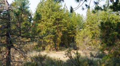 3 adjoining Lots - Trees Trees Trees - Quiet and Seclusion