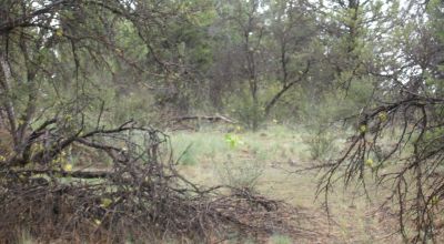 Forested Southern Oregon Property * Residential lot