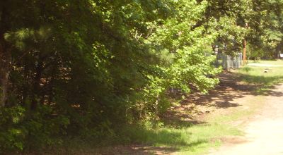 Forest Grove on the Shores of Lake Palestine 2 adjoining Heavily treed lots