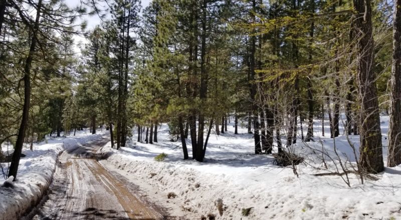 Lots of Trees - Large parcel near Bly Mountain Pass Oregon