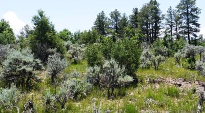 Two Adjacent Lots in Tierra Amarilla - Over One Acre - Wooded