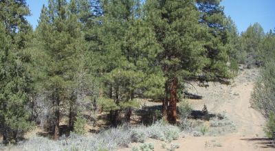 3 adjoining treed lots on cul de sac *