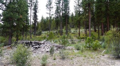 40 acre Forested parcel includes base of the hill and part of the hill - Views Trees