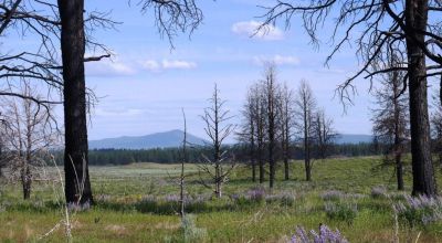 REDUCED * 2 adjoining lots Klamath County Oregon * burned in Fire several years ago.