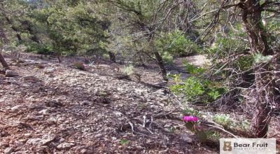 Bug-Out Sanctuary in Arizona’s High Valley!