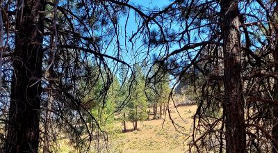 Heavily Treed - Power - Backs to Large Open Ranch