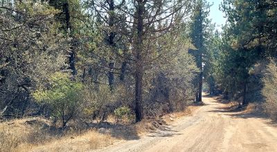 Forest like settings near Bly Mountain Pass * Mobiles, modulars, site-builds allowed