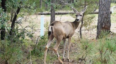 Timberon Large Residential Corner Lot - Main Road access - Trees