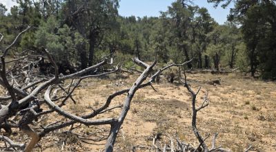 New Mexico Forested Mountain land - Borders Santa Fe National Forest & BLM Lands