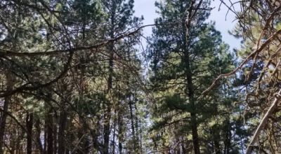 Bonanza Oregon land - 2 adjoining lots with Trees - Power at Road