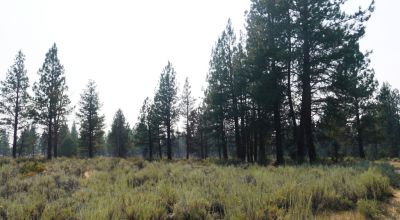 Southern Oregon property. Power at road.