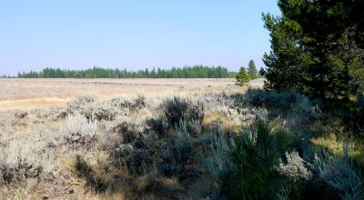 Remote - Island of Trees and Wet Weather Creek