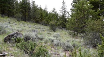 40 acre Forested parcel includes base of the hill and part of the hill - Views Trees