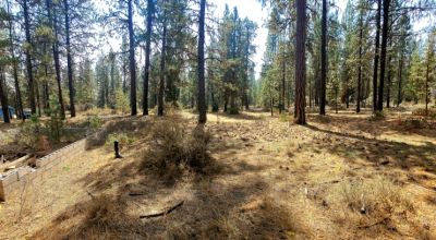 Huge trees. Wet weather stream in back * Fixer upper  or Tear it down and start over again