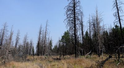 2 adjoining undeveloped residential Lots near Beatty Oregon  * REDUCED due to fire several years ago
