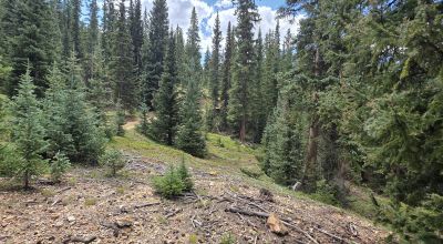 Ouray Colorado -  Red Mountain Mining District- 10 Acres Treed Mountain land