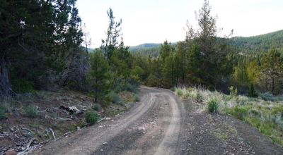 40 acre Forested parcel includes base of the hill and part of the hill - Views Trees