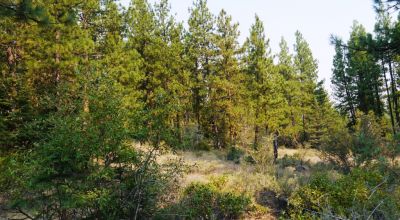 3 adjoining Lots - Trees Trees Trees - Quiet and Seclusion