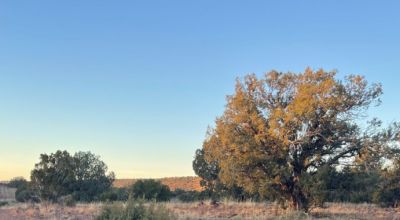 Looking For A Bug-Out Property? This is 37 Private Acres Deeply Discounted!