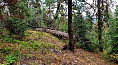 Near Bly Mountain Pass - Huge Trees, Huge Views - Residential Homesite in the trees