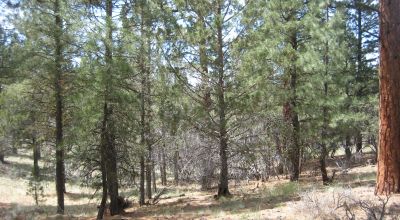 3 adjoining treed lots on cul de sac *
